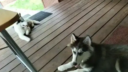 К-значит Карелия - 37