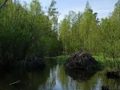 Карельские Лага - 12