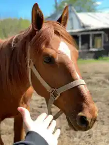 Бородино - 72