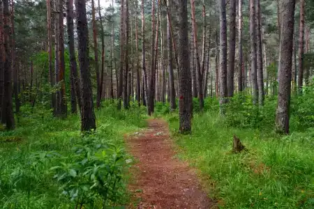 Комы-Арт - 6