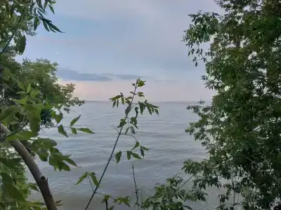 Альбатрос - 100