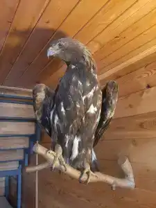 Алые паруса - 99