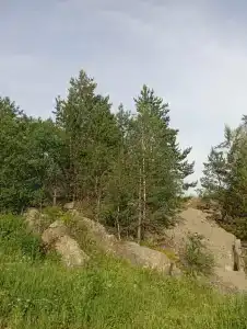 Тайга - 82