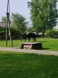 Limo - 7