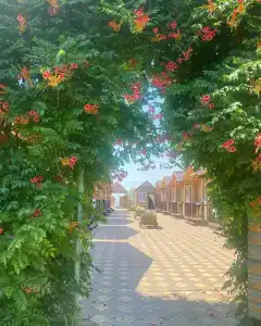 Виста - 2