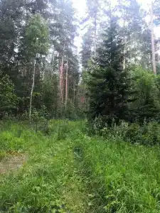 Зеленый Мыс - 54