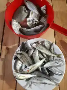 Зеленый дворик - 10