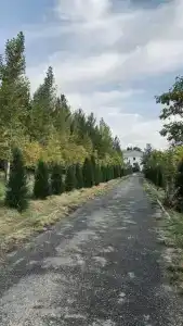 Манкент - 43