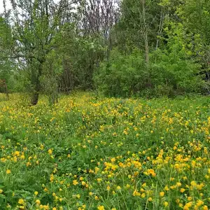 Форпост - 9