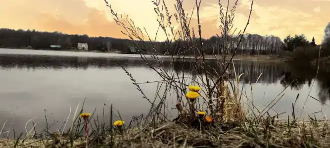 Три медведя - 5