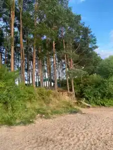 Смородина - 5