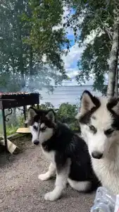 К-значит Карелия - 8