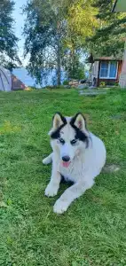 К-значит Карелия - 65