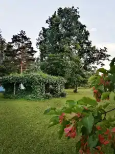 Рябинка - 1