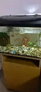 Томь-Усинский - 70