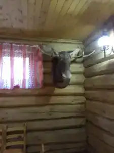 Лотос - 36