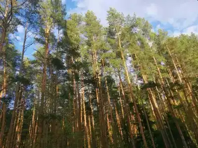 Пялово - 14