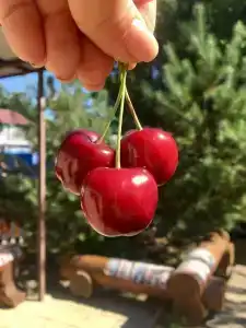 Белый парус - 19