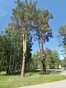 Жемчужный - 14