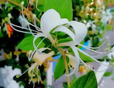 Лунный Бриз - 63