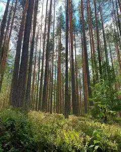 Стеклянный берег - 46