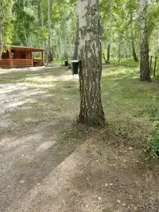Берёзовая роща - 3