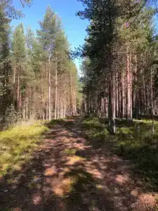 Сегежа Парк - 93