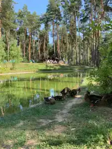 Русский берег - 1