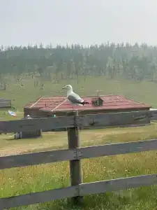 Шида - 25
