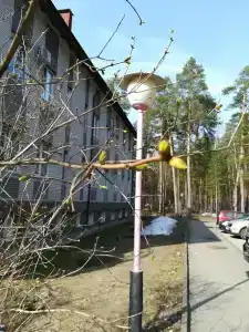 Русский лес - 70