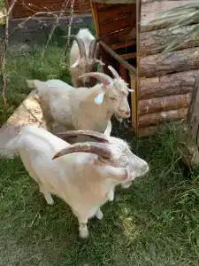 Веселая ферма - 12