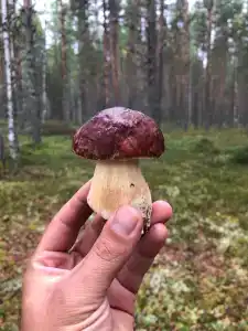 Сегежа Парк - 98