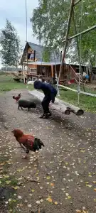 Веселая ферма - 19