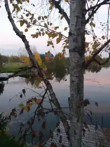 Боры - 20