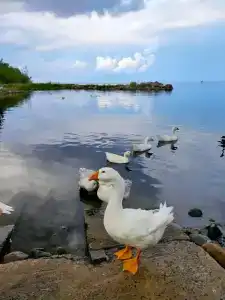 Самая Ладога - 93