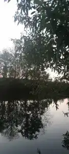 Дубовая роща - 3