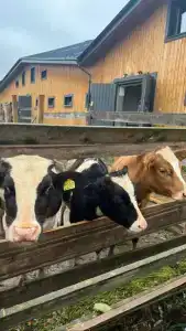 ЯсноПоле - 23