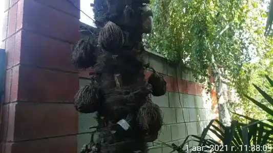 Светлячок - 45