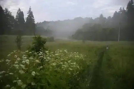 Ясные пни - 3