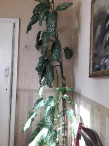 Сога - 13
