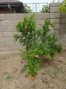 Семейный остров - 3