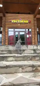 Нихалой - 51
