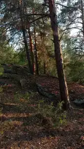 Березка - 10