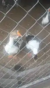 Панский сад - 55