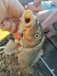 World-Fish - 27