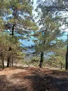 St. Agria - 25