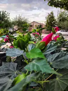 Золотые Пески - 64