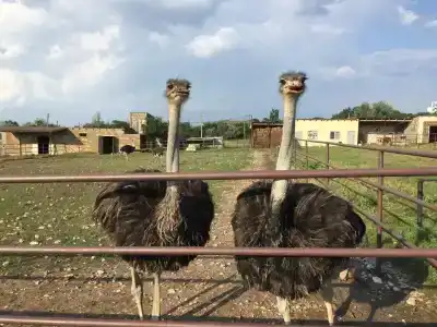 Страусиная ферма Экзотик - 10