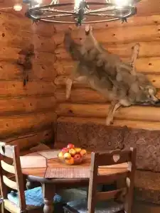 Серый Волк - 10