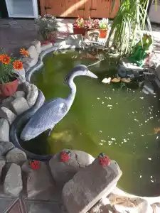 Зеленый дом - 1